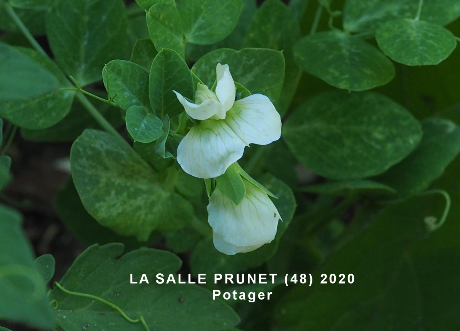 Pea, Cultivated